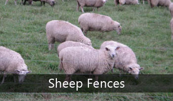 Sheep Fences