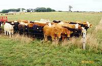 stock cattle